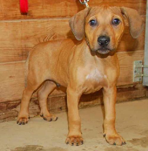 Porter - ADOPTED 08.12.09