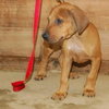 Porter - ADOPTED 08.12.09