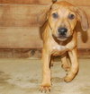 Porter - ADOPTED 08.12.09