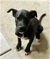 Raven - ADOPTED 12.01.20