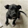 Raven - ADOPTED 12.01.20