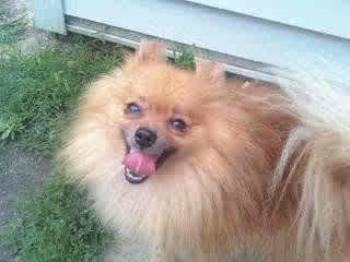 Ziggy - ADOPTED 10.16.09