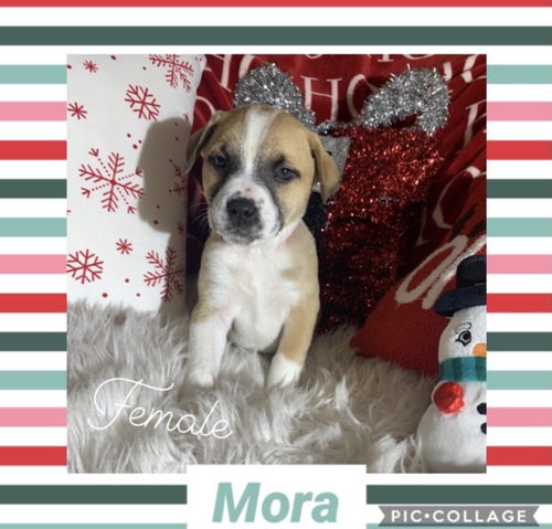 Lt Litter Mora - ADOPTED 12.14.20