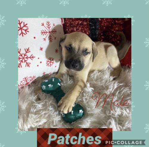 Lt Litter Patches - ADOPTED 12.14.20