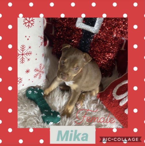 Lt Litter Mika - ADOPTED 12.16.20