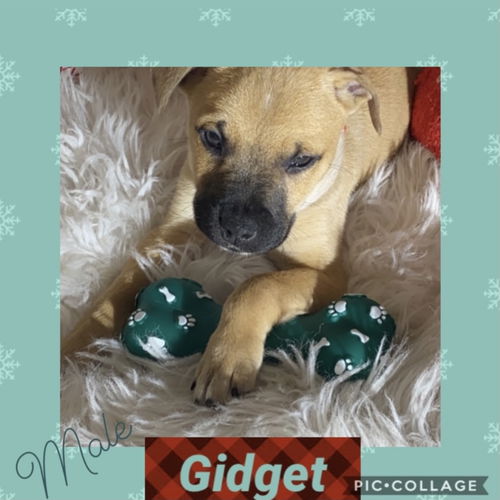 Lt Litter Gidget - ADOPTED 12.14.20