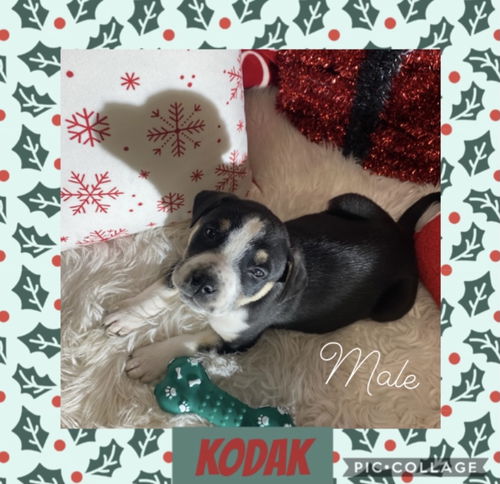 Lt Litter Kodak - ADOPTED 12.14.20