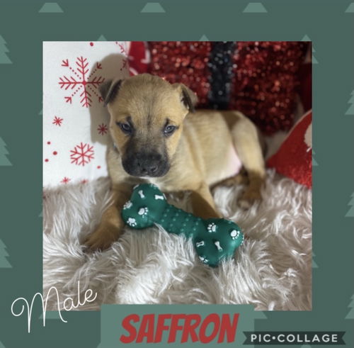 Lt Litter Saffron - ADOPTED 12.14.20