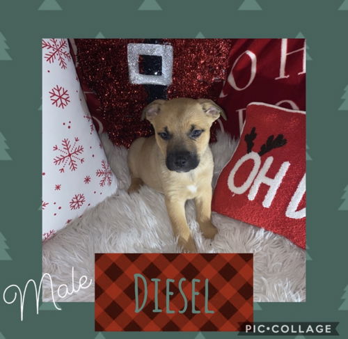 Lt Litter Diesel - ADOPTED 12.14.20