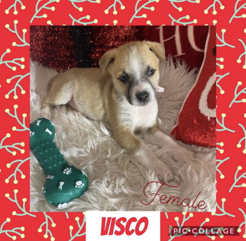 Lt Litter Visco - ADOPTED 12.14.20