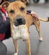 Boots - Lt Litter - ADOPTED 02.19.23