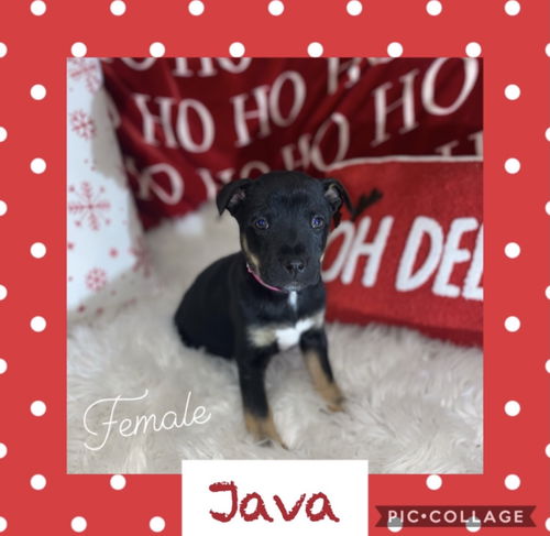 Lt Litter Java - ADOPTED 12.14.20