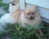 Rheo