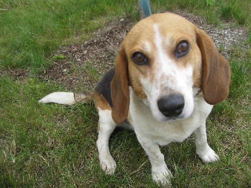 Mr. Snoopy - ADOPTED 09.05.09
