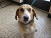 Mr. Snoopy - ADOPTED 09.05.09