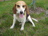 Mr. Snoopy - ADOPTED 09.05.09