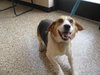 Mr. Snoopy - ADOPTED 09.05.09