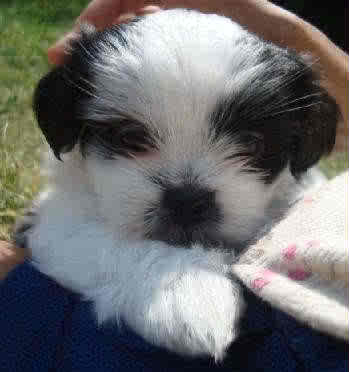 Dottie - ADOPTED 08.29.09