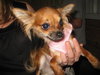 Honeey - ADOPTED 09.18.09