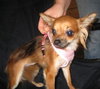 Honeey - ADOPTED 09.18.09