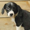 Shep - ADOPTED 08.20.09