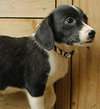 Shep - ADOPTED 08.20.09