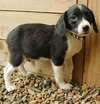 Shep - ADOPTED 08.20.09
