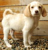 Nutter Butter - ADOPTED 08.12.09