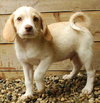 Nutter Butter - ADOPTED 08.12.09