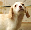 Nutter Butter - ADOPTED 08.12.09