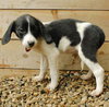Tulip-ADOPTED