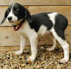 Tulip-ADOPTED