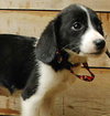 Tulip-ADOPTED