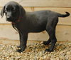 Davine - ADOPTED 08.14.09