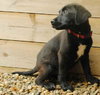 Davine - ADOPTED 08.14.09
