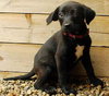 Davine - ADOPTED 08.14.09