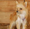 Trudy - ADOPTED 08.28.09