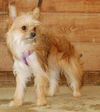 Trudy - ADOPTED 08.28.09