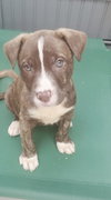 Tt Litter Lettie - ADOPTED 08.13.21
