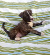 Tt Litter Lettie - ADOPTED 08.13.21