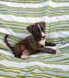 Tt Litter Lettie - ADOPTED 08.13.21