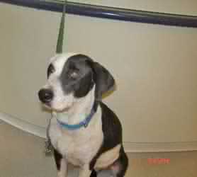 Smore - ADOPTED 11.01.09