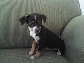 Ansley-ADOPTED