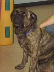 Tonka-ADOPTED