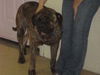 Tonka-ADOPTED