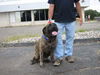 Tonka-ADOPTED