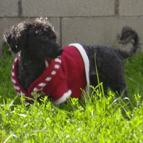 Trinket - ADOPTED 09.09.09