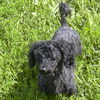 Trinket - ADOPTED 09.09.09