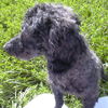 Trinket - ADOPTED 09.09.09