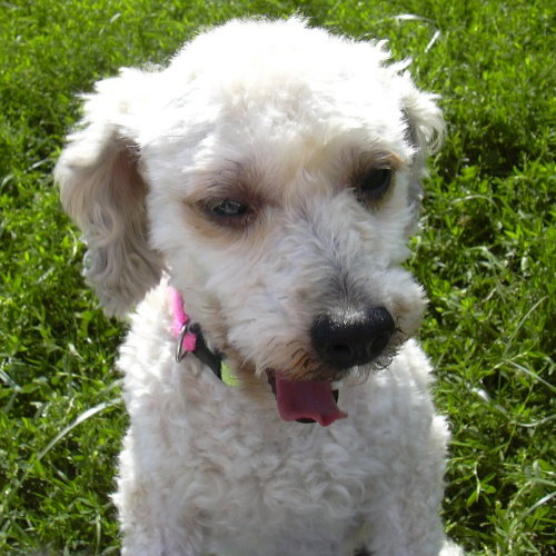 Sis - ADOPTED 09.04.09